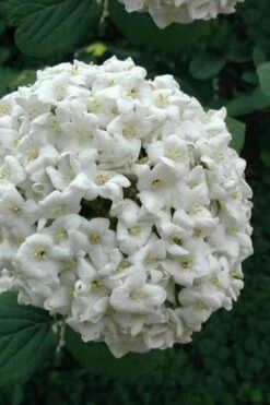 Fragrant Snowball Viburnum Carlecephalum - 3 Gallon Pot -Garden Supplies Sales 2024 Viburnum Carlcephalum 12