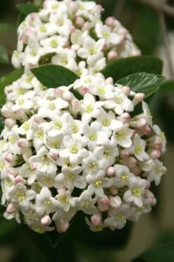 Fragrant Snowball Viburnum Carlecephalum - 3 Gallon Pot -Garden Supplies Sales 2024 Viburnum Carlcephalum 15