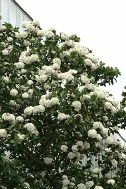 Fragrant Snowball Viburnum Carlecephalum - 3 Gallon Pot -Garden Supplies Sales 2024 Viburnum Carlcephalum 16