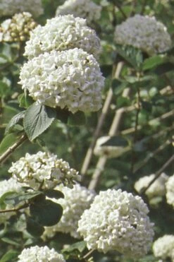 Pearlific Fragrant Snowball Viburnum Bush - 3 Gallon Pot -Garden Supplies Sales 2024 Viburnum Carlecephalum Fragrant Snowball 500x750 1