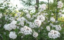 Juddi Fragrant Snowball Viburnum - 2 Gallon Pot -Garden Supplies Sales 2024 Viburnum Judd 2 1