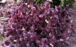 Juddi Fragrant Snowball Viburnum - 3 Gallon Pot 6 Juddi Fragrant Snowball Viburnum - 3 Gallon Pot -Garden Supplies Sales 2024 Viburnum Judd 5