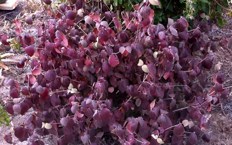 Juddi Fragrant Snowball Viburnum - 3 Gallon Pot Juddi Fragrant Snowball Viburnum - 3 Gallon Pot -Garden Supplies Sales 2024 Viburnum Judd 5