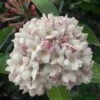Juddi Fragrant Snowball Viburnum - 3 Gallon Pot -Garden Supplies Sales 2024 Viburnum Judd 7