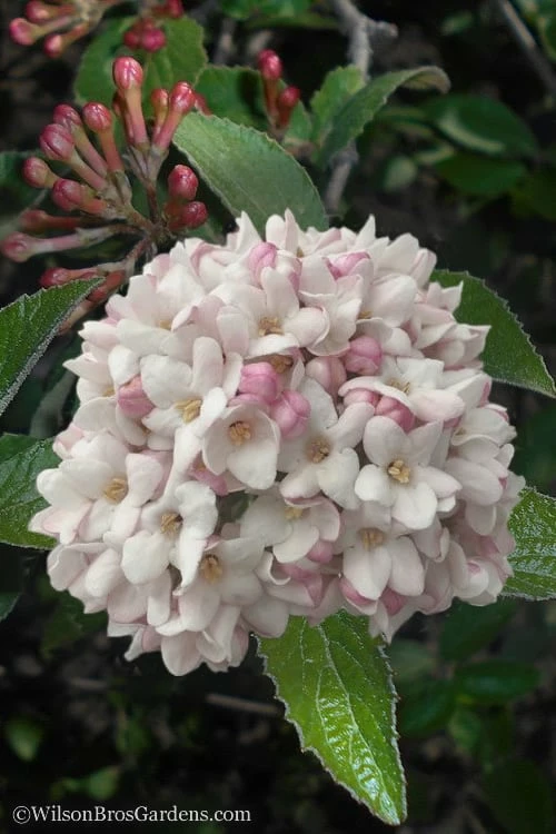 Juddi Fragrant Snowball Viburnum - 3 Gallon Pot Juddi Fragrant Snowball Viburnum - 3 Gallon Pot -Garden Supplies Sales 2024 Viburnum Judd 7