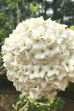 Fragrant Snowball Viburnum Carlesii 'Korean Spice' - 2 Gallon Pot -Garden Supplies Sales 2024 Viburnum Korean Spice 2