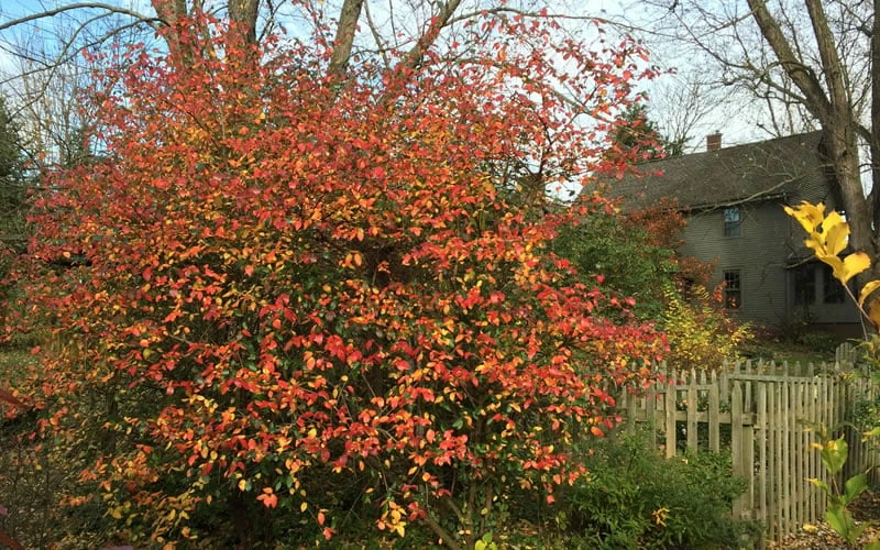 Fragrant Mohawk Viburnum burkwoodi - 6 Pack of 1 Gallon Pots Fragrant Mohawk Viburnum Burkwoodi - 6 Pack Of 1 Gallon Pots -Garden Supplies Sales 2024 Viburnum Mohawk 10 1