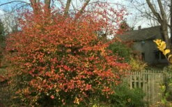 Fragrant Mohawk Viburnum Burkwoodi - 1 Gallon Pot -Garden Supplies Sales 2024 Viburnum Mohawk 10