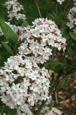 Fragrant Mohawk Viburnum Burkwoodi - 1 Gallon Pot -Garden Supplies Sales 2024 Viburnum Mohawk 4