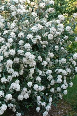 Fragrant Mohawk Viburnum Burkwoodi - 1 Gallon Pot -Garden Supplies Sales 2024 Viburnum Mohawk 5