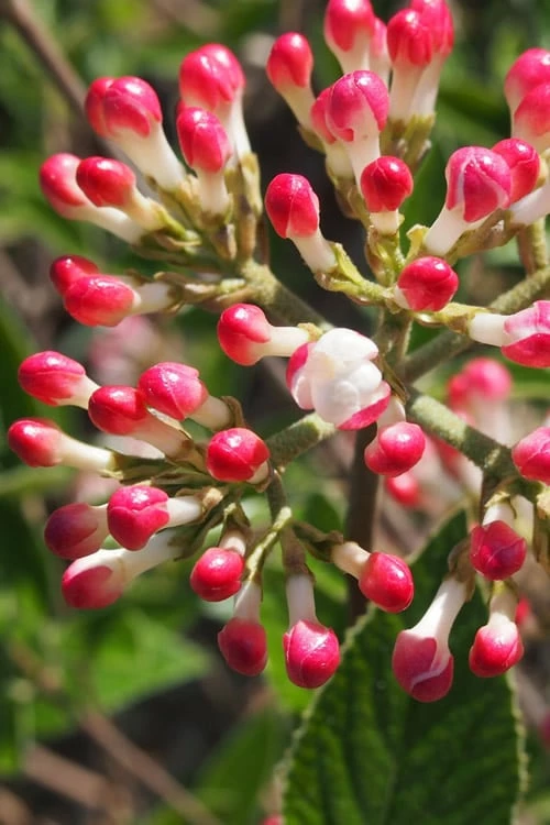 Fragrant Mohawk Viburnum burkwoodi - 6 Pack of 1 Gallon Pots Fragrant Mohawk Viburnum Burkwoodi - 6 Pack Of 1 Gallon Pots -Garden Supplies Sales 2024 Viburnum Mohawk 6 1