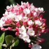 Fragrant Mohawk Viburnum Burkwoodi - 1 Gallon Pot -Garden Supplies Sales 2024 Viburnum Mohawk 8