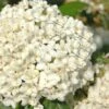 Pearlific Fragrant Snowball Viburnum Bush - 3 Gallon Pot -Garden Supplies Sales 2024 Viburnum Pearlific 1