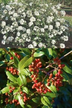 Pearlific Fragrant Snowball Viburnum Bush - 3 Gallon Pot -Garden Supplies Sales 2024 Viburnum Pearlific 2