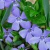 Evergreen Periwinkle (Vinca Minor) - 10 Count Flat Of Pint Pots -Garden Supplies Sales 2024 Vinca Minor 10 1