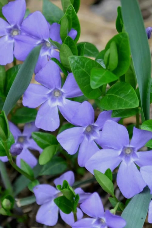Evergreen Periwinkle (Vinca minor) - 10 Count Flat of Pint Pots Evergreen Periwinkle (Vinca Minor) - 10 Count Flat Of Pint Pots -Garden Supplies Sales 2024 Vinca Minor 10 1