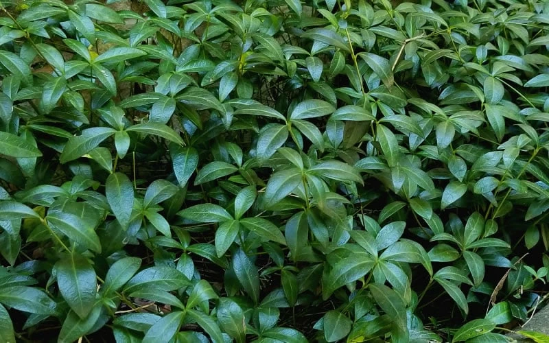 Evergreen Periwinkle (Vinca minor) - 10 Count Flat of Pint Pots Evergreen Periwinkle (Vinca Minor) - 10 Count Flat Of Pint Pots -Garden Supplies Sales 2024 Vinca Minor 11 2