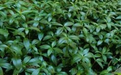 Evergreen Periwinkle - Vinca Minor - 6 Pack Of Pint Pots -Garden Supplies Sales 2024 Vinca Minor 11