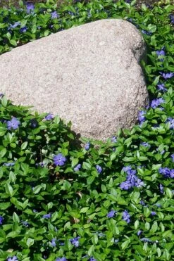 Evergreen Periwinkle - Vinca Minor - 6 Pack Of Pint Pots -Garden Supplies Sales 2024 Vinca Minor 12