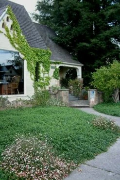 White Evergreen Periwinkle (Vinca Minor 'Alba') - 6 Pack Of Pint Pots 5 White Evergreen Periwinkle (Vinca Minor 'Alba') - 6 Pack Of Pint Pots -Garden Supplies Sales 2024 Vinca Minor 14 1