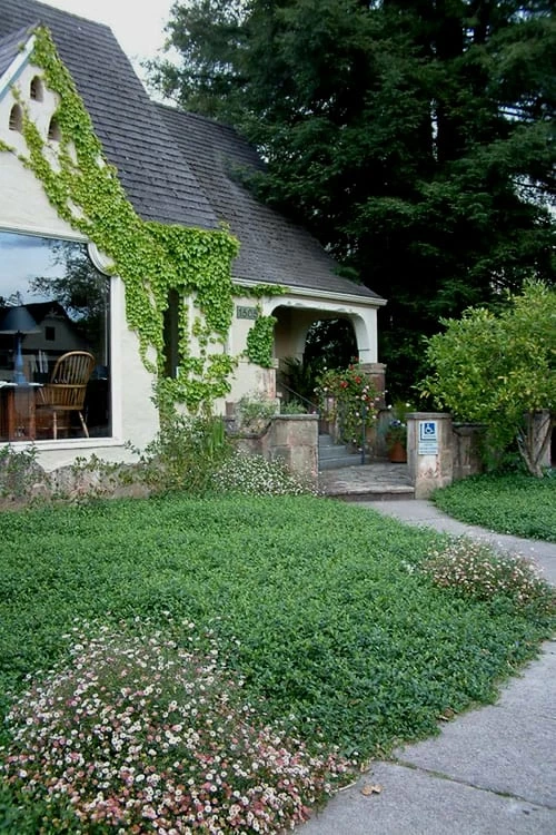 Evergreen Periwinkle (Vinca minor) - 10 Count Flat of Pint Pots Evergreen Periwinkle (Vinca Minor) - 10 Count Flat Of Pint Pots -Garden Supplies Sales 2024 Vinca Minor 14 2