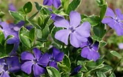 Ralph Shugert Variegated Periwinkle - Vinca Minor - 18 Pack Of Pint Pots -Garden Supplies Sales 2024 Vinca Minor Ralph Shugert Closeup 4