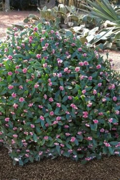 Zuiko Nishiki Winter Daphne Odora - 1 Gallon Pot -Garden Supplies Sales 2024 Winter Daphne Zuiko Nishiki 3