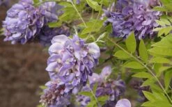 Amethyst Falls Wisteria Vine - 5 Gallon Pot -Garden Supplies Sales 2024 Wisteria Amethyst Falls 50 1