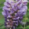 Amethyst Falls Wisteria Vine - 1 Gallon Pot -Garden Supplies Sales 2024 Wisteria Amethyst Falls Rev 500x750 1
