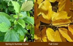 Little Prospect Golden American Witch Hazel (Hamamelis Virginiana) - 5 Gallon Pot -Garden Supplies Sales 2024 Witch Hazel Common American 10