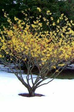 Little Prospect Golden American Witch Hazel (Hamamelis Virginiana) - 5 Gallon Pot -Garden Supplies Sales 2024 Witch hazel Common American Yellow 6