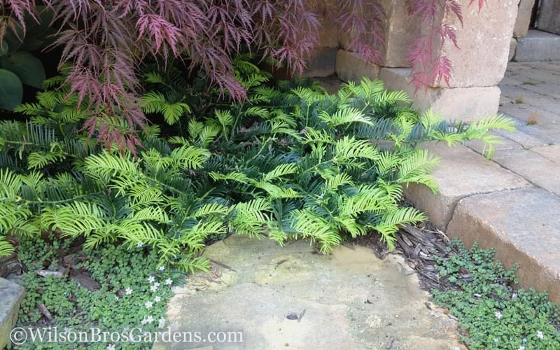 Creeping Japanese Plum Yew (Cephalotaxus harringtonia 'Prostrata') - 1 Gallon Pot Creeping Japanese Plum Yew (Cephalotaxus Harringtonia 'Prostrata') - 1 Gallon Pot -Garden Supplies Sales 2024 Yew Creeping 2 50 2
