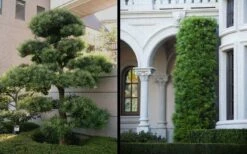 Podocarpus Macrophyllus Upright Yew - 6 Pack Of 1 Gallon Pots -Garden Supplies Sales 2024 Yew Podocarpus 2