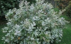 Woodlanders Blue Dusty Zenobia (Honeycup) - 3 Gallon Pot -Garden Supplies Sales 2024 Zenobia Woodlanders Blue 20 1