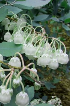 Woodlanders Blue Dusty Zenobia (Honeycup) - 1 Gallon Pot -Garden Supplies Sales 2024 Zenobia Woodlanders Blue 7