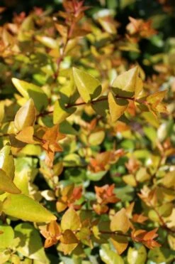 Canyon Creek Abelia - 3 Gallon Pot -Garden Supplies Sales 2024 abelia grandiflora canyon creek 1