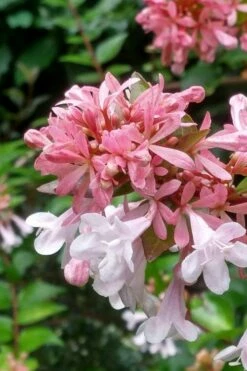 Canyon Creek Abelia - 3 Gallon Pot -Garden Supplies Sales 2024 abelia grandiflora canyon creek 3