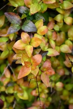 Canyon Creek Abelia - 3 Gallon Pot -Garden Supplies Sales 2024 abelia grandiflora canyon creek 4