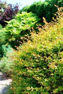 Canyon Creek Abelia - 3 Gallon Pot -Garden Supplies Sales 2024 abelia grandiflora canyon creek 6