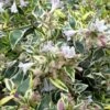 Lemon Lime Dwarf Abelia - 3 Gallon Pot -Garden Supplies Sales 2024 abelia hopleys 1 500x750 1