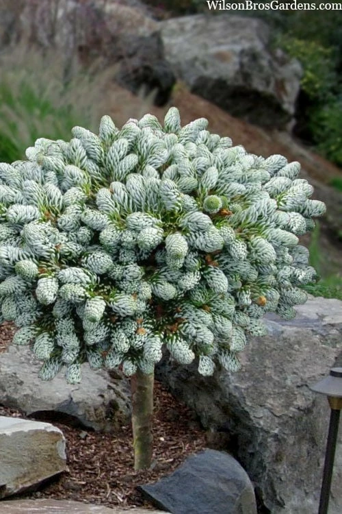 Ice Breaker Korean Fir (Single Trunk Topiary) - 3 Gallon Pot -Garden Supplies Sales 2024 abies koreana kouhouts ice breaker korean fir 1 1