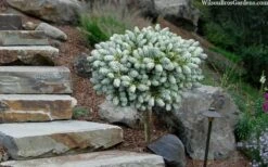 Ice Breaker Korean Fir (Single Trunk Topiary) - 1 Gallon Pot -Garden Supplies Sales 2024 abies koreana kouhouts ice breaker korean fir 2 2