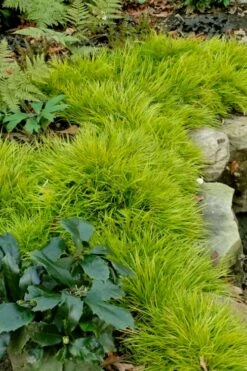 Dwarf Golden Sweet Flag - Acorus Gramineus 'Minimus Aureus' - 5 Pack Of Pint Pots -Garden Supplies Sales 2024 acorus gramineus minnimus aurea dwarf golden sweet flag 101 3