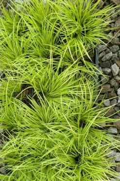 Dwarf Golden Sweet Flag - Acorus Gramineus 'Minimus Aureus' - 5 Pack Of Pint Pots -Garden Supplies Sales 2024 acorus gramineus minnimus aurea dwarf golden sweet flag 105 3