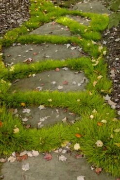 Dwarf Golden Sweet Flag - Acorus Gramineus 'Minimus Aureus' - 10 Pack Of Pint Pots -Garden Supplies Sales 2024 acorus gramineus minnimus aurea dwarf golden sweet flag 106