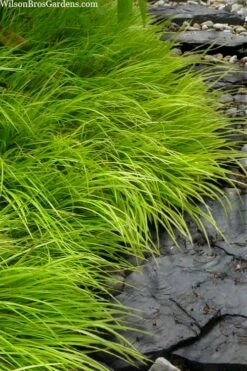 Dwarf Golden Sweet Flag - Acorus Gramineus 'Minimus Aureus' - 10 Pack Of Pint Pots