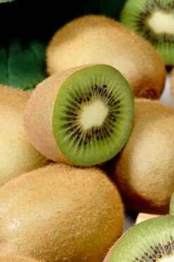 Jenny Self-Fertile Kiwi Vine - Quart Pot -Garden Supplies Sales 2024 actinidia deliciosa jenny self fertile kiwi vine 1