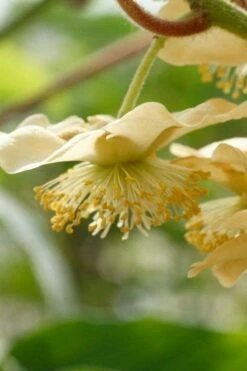 Jenny Self-Fertile Kiwi Vine - Quart Pot -Garden Supplies Sales 2024 actinidia deliciosa jenny self fertile kiwi vine 4