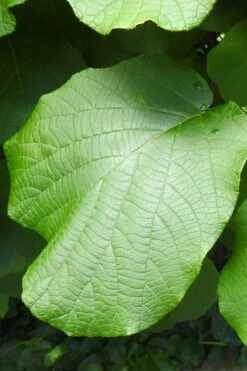 Jenny Self-Fertile Kiwi Vine - Quart Pot -Garden Supplies Sales 2024 actinidia deliciosa jenny self fertile kiwi vine 5