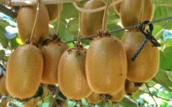 Jenny Self-Fertile Kiwi Vine - Quart Pot -Garden Supplies Sales 2024 actinidia deliciosa jenny self fertile kiwi vine 6